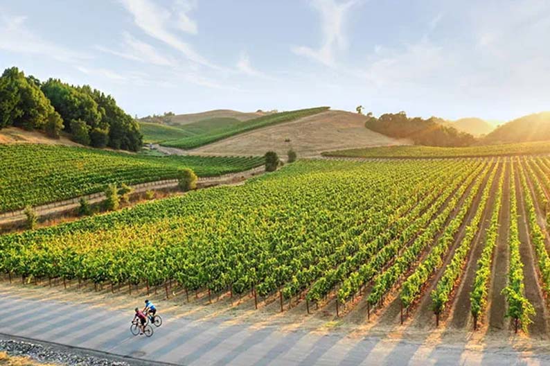 OUR PLAN AND IMPLEMENTATION - The Company - Mahee Food Products - Irresistible Taste